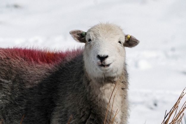 Herdwick-Schafe im verschneiten Lake District in Schottland