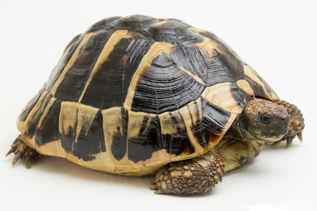 Hermanns tortoise Testudo hermanni isolado no fundo branco