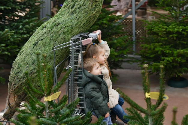 El hermano de la banda hermana elige un árbol de Navidad en un mercado