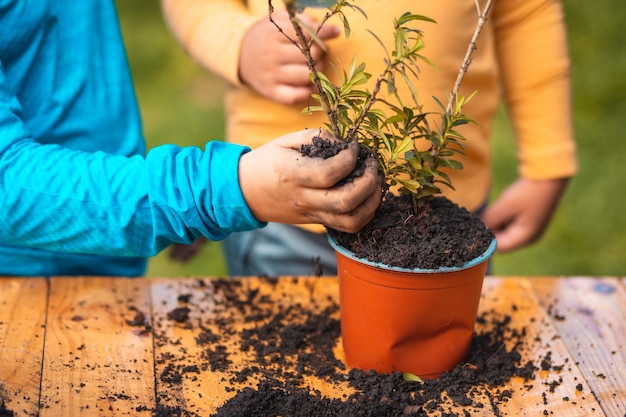 Hermanos latinos colando la planta en la maceta