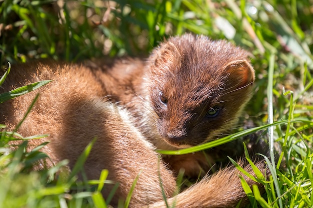 Hermelin (Mustela erminea) ruht in der Sonne