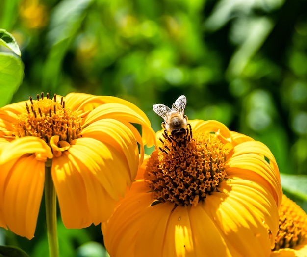 Hermosa abeja alada de flores silvestres en el prado de follaje de fondo