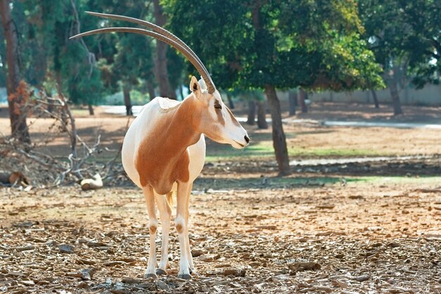 Hermosa Addax sobre un fondo de árboles verdes