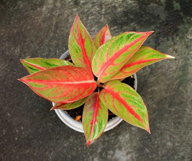 La hermosa Aglonema Roja Panamá toma de lo más alto