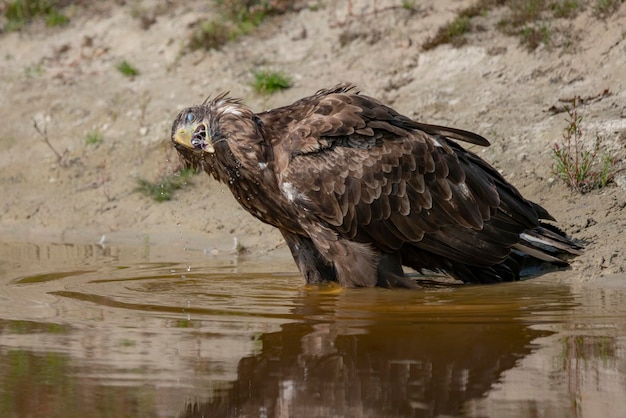 Hermosa águila de cola blanca (Haliaeetus albicilla) bebiendo agua de un lago.