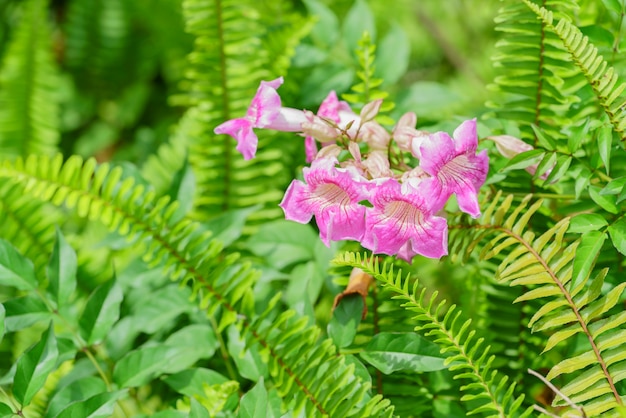 Hermosa aliacea de Mansoa o vid del ajo en el jardín