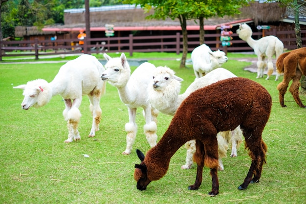Hermosa alpaca blanca en el campo de hierba para animales
