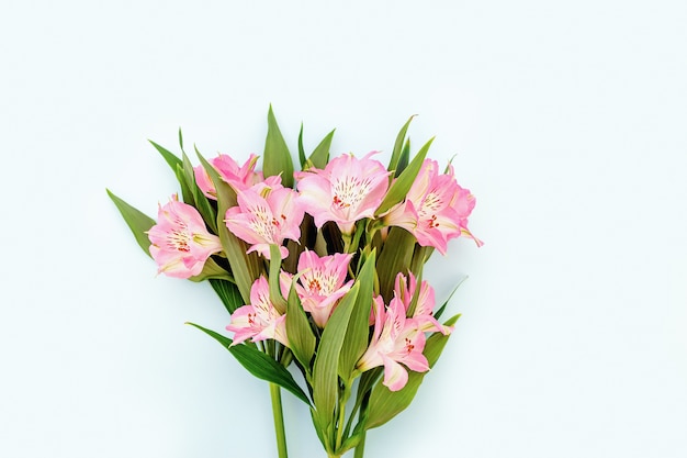 Hermosa Alstroemeria rosa en primavera y verano para el diseño sobre fondo azul.