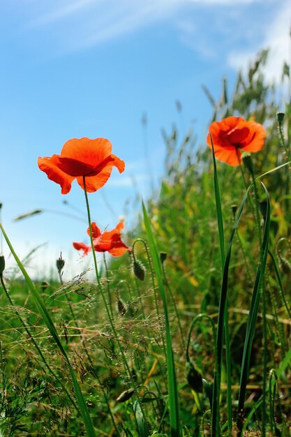 Hermosa amapola roja en el campo verde de centeno o trigo en el fondo de pantalla de verano azul cielo soleado