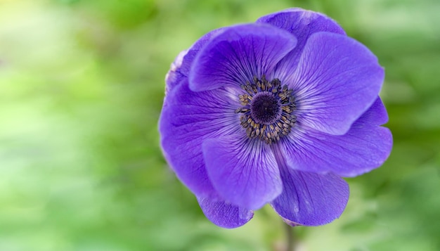 Hermosa anémona azul sobre un fondo verde Jardinería flores perennes