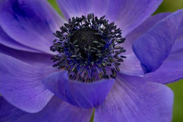 Hermosa anémona azul sobre un fondo verde Jardinería flores perennes