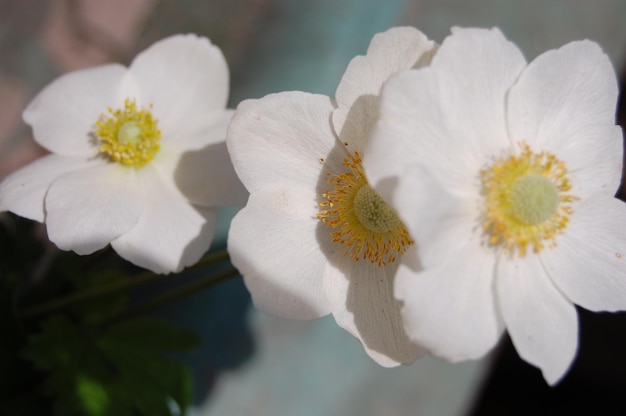 Hermosa anémona del bosque florece en el jardín de primavera