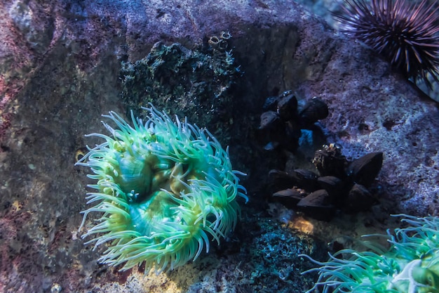 Hermosa anémona y peces en un arrecife de coral...