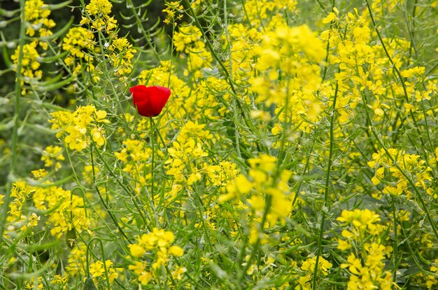 Hermosa anémona roja entre flores amarillas