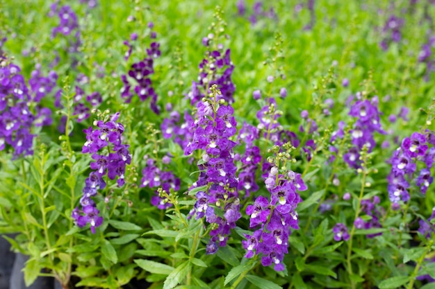 Hermosa angelonia goyazensis benth en el parque