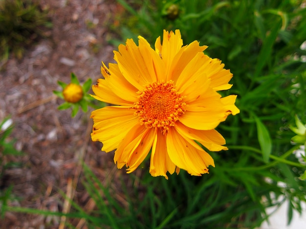 Hermosa April Marigold en Sandy Creek Nature Center