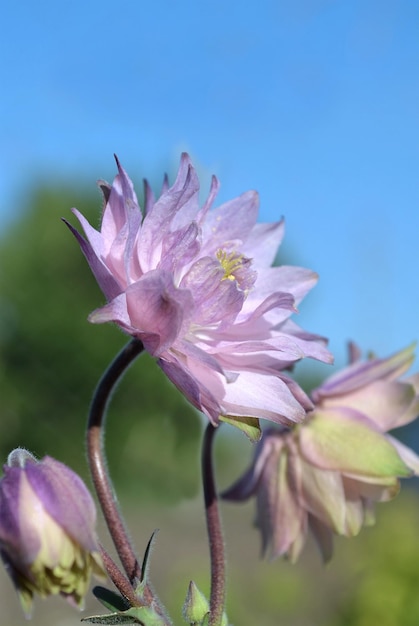 Hermosa Aquilegia llamada Nora Barlow en el jardín