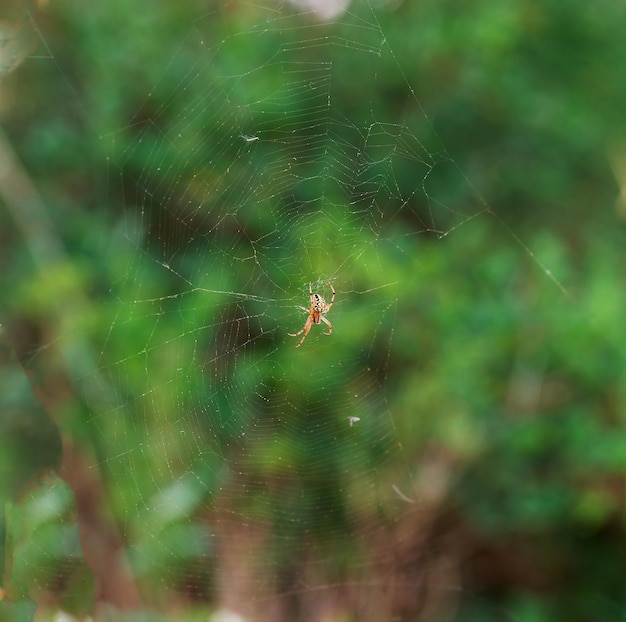 Hermosa araña se sienta en la web en la naturaleza