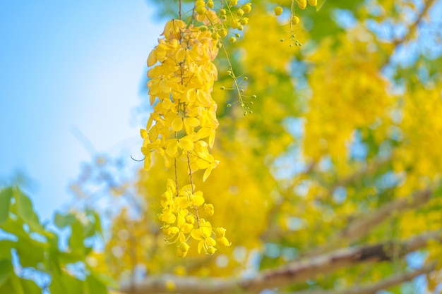 Hermosa del árbol de casia árbol de lluvia dorada Flores amarillas de fístula de casia en un árbol en primavera Fístula de casia conocida como el árbol de lluvia dorada o árbol de ducha flor nacional de Tailandia