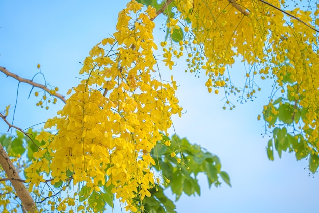 Hermosa del árbol de casia árbol de lluvia dorada Flores amarillas de fístula de casia en un árbol en primavera Fístula de casia conocida como el árbol de lluvia dorada o árbol de ducha flor nacional de Tailandia