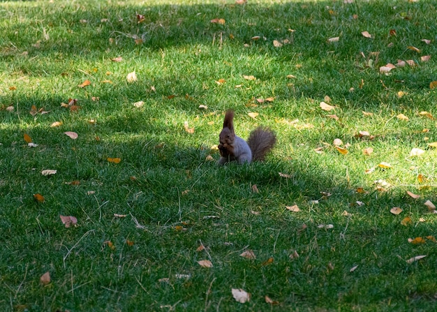 Hermosa ardilla esponjosa pelirroja juega en un parque de la ciudad El hábitat natural de los animales