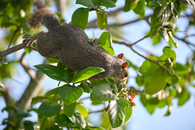 Hermosa ardilla gris salvaje comiendo nueces en un árbol en el parque de la ciudad de verano