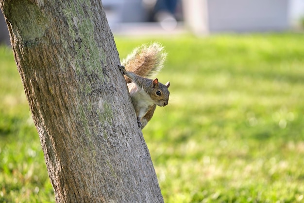 Hermosa ardilla gris salvaje trepando tronco de árbol en el parque de la ciudad de verano