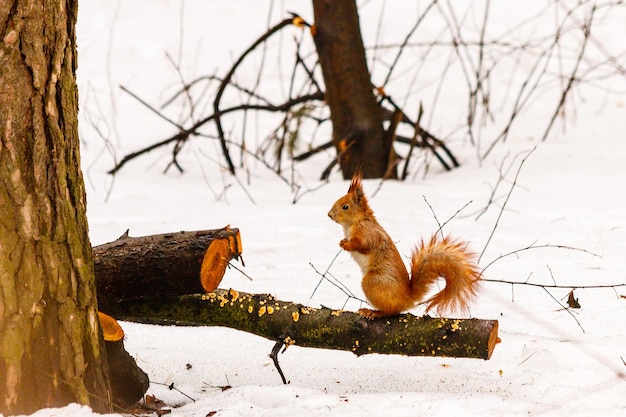 Hermosa ardilla en la nieve comiendo una nuez