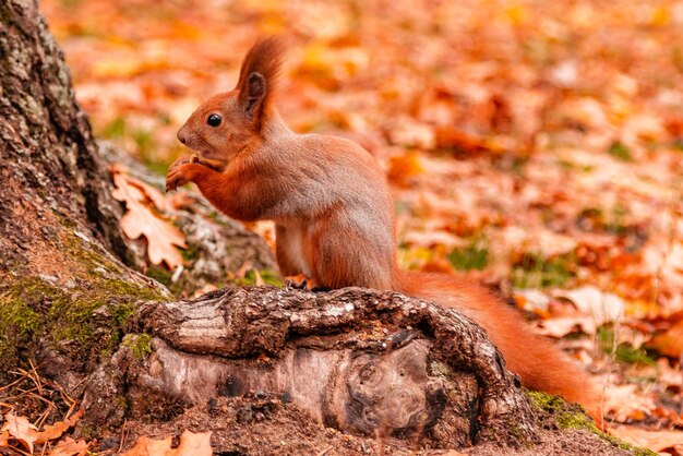 Una hermosa ardilla pelirroja royendo una nuez cerca