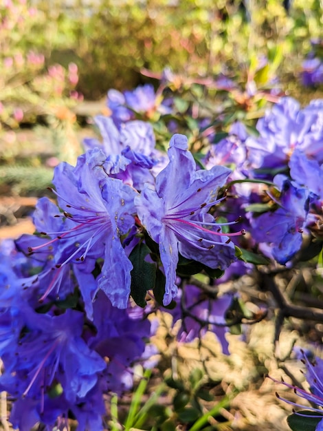 una hermosa azalea azul en el jardín.