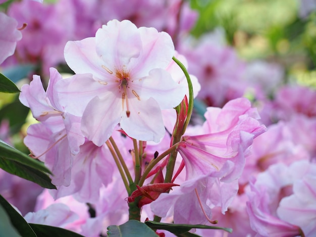 Hermosa azalea blanca rosa en el jardín Fondo brillante primavera verano