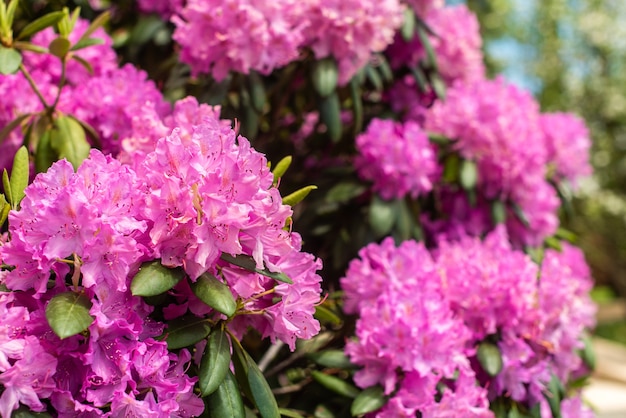 Hermosa Azalea rosa en flor: arbustos con flores del género Rhododendron. Rosa, fondo de flores de verano. jardinería.