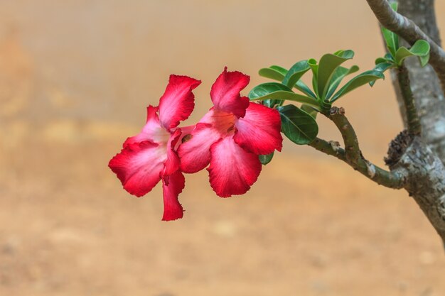 Hermosa azalea rosa florece flor tropical