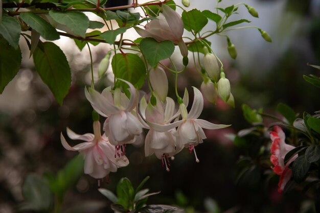 hermosa begonia blanca al aire libre