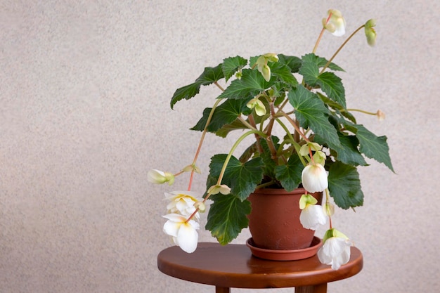 Hermosa begonia con flores blancas en una maceta sobre un soporte de madera.