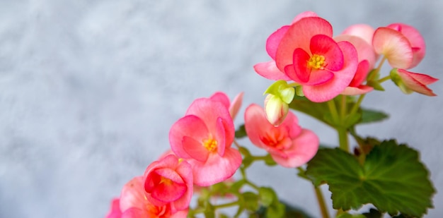 Hermosa begonia rosa floreciente elatior con espacio de copia Plantas caseras hobby floricultura