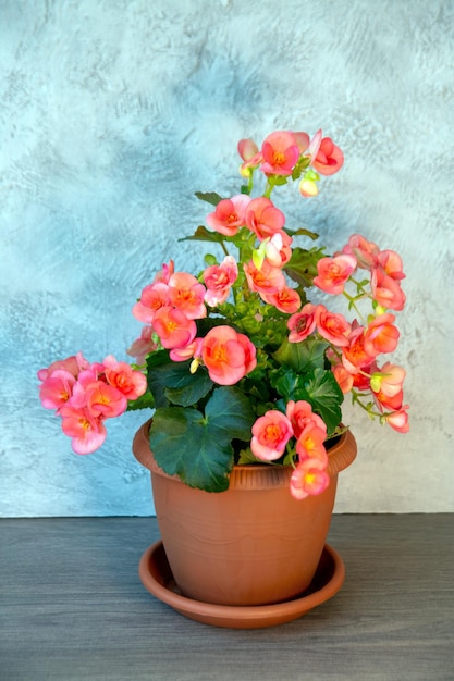 Hermosa begonia rosa floreciente Plantas caseras hobby floricultura