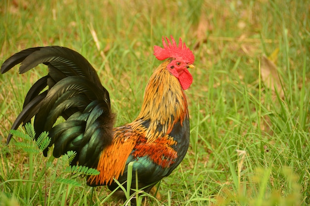 Hermosa Big Cock con gran peine rojo