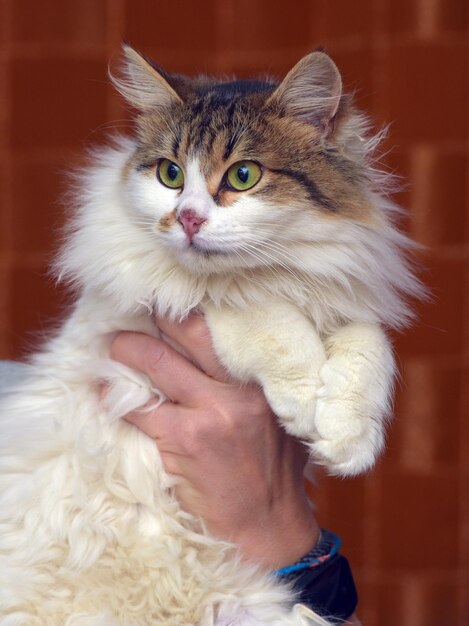 Foto hermosa blanca esponjosa con gato marrón en las manos de una persona