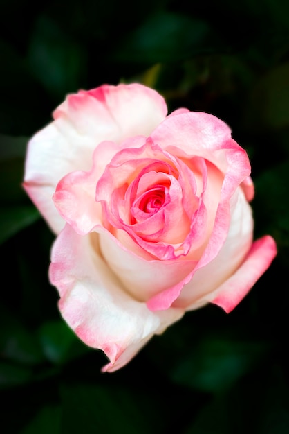 Foto hermosa boda rosa rosa