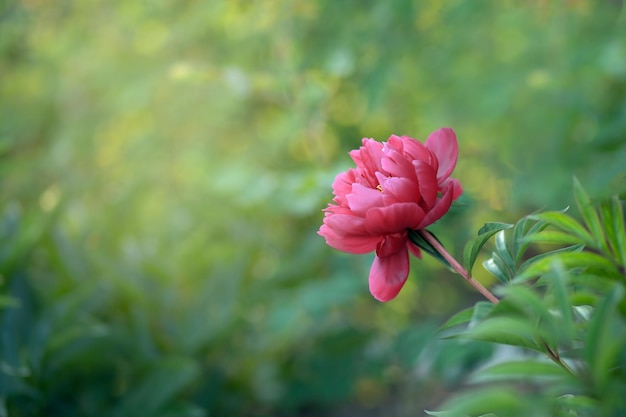 hermosa y brillante flor de peonía burdeos florece en un lecho de flores en el jardín