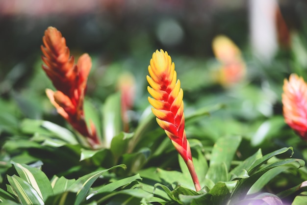 Hermosa bromelia roja y amarilla en el jardín