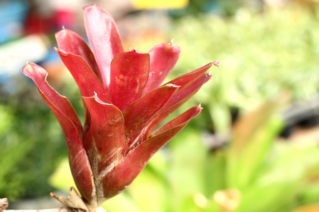 hermosa bromelia en tropical