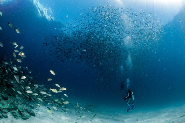 Foto una hermosa buceadora latina dentro de un banco de peces