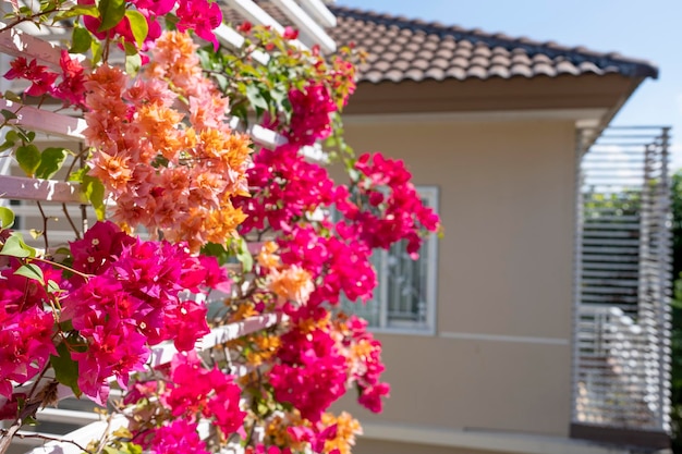 Hermosa buganvilla floreciente o flor de papel en la cerca del balcón.