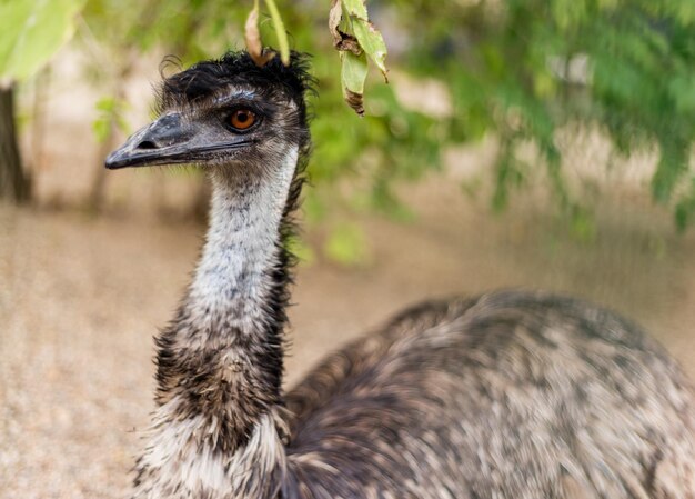 Hermosa cabeza de emú en la naturaleza