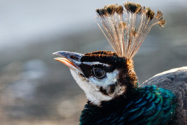 Hermosa cabeza de pavo real con mechón