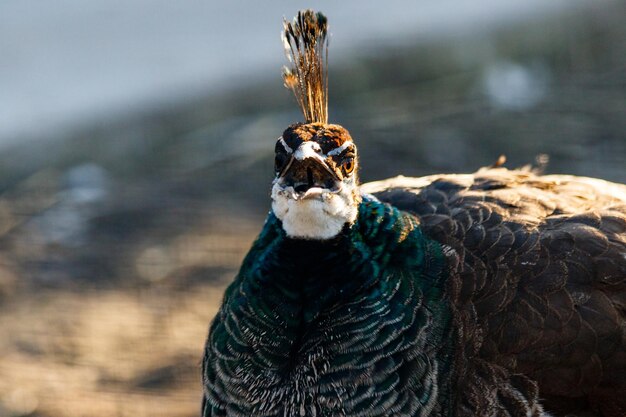 Hermosa cabeza de pavo real con mechón