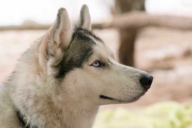 Hermosa cabeza de perro Husky con ojos azules