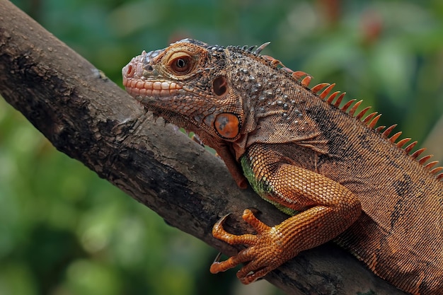 Hermosa cabeza de primer plano de iguana roja en primer plano de animal de madera